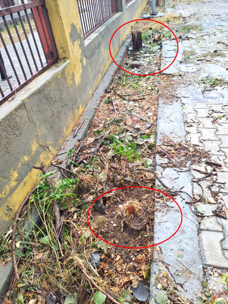 सरपंच पर बिना अनुमति हरे-भरे पेड़ काटने का आरोप