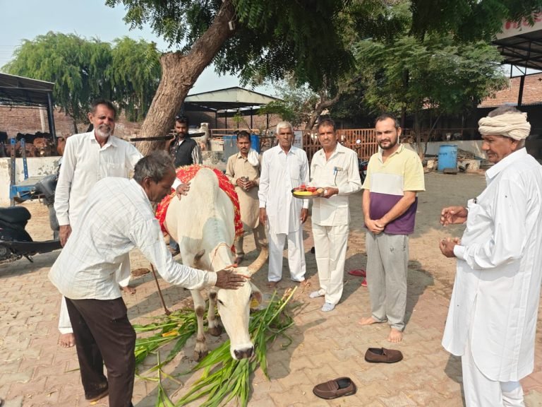 श्री कृष्ण प्रणामी गौशाला में धूमधाम से मनाई गोपाष्टमी